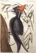 Largest White Billed Woodpecker Catesby Mark